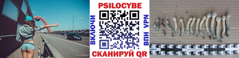 как найти наркотики  Шенкурск  Псилоцибиновые грибы Psilocybe 
